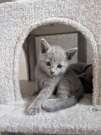 TICA registered Russian blue kittens