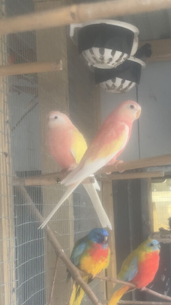 Pair of rubino bourkes