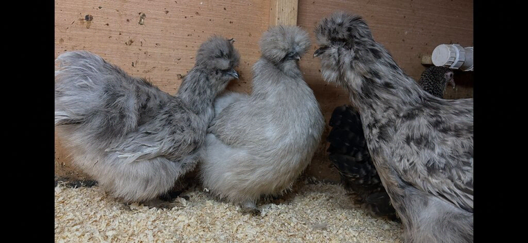 Silkies POL x2
