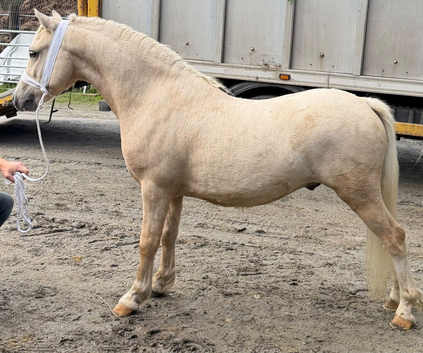 Top class gelding