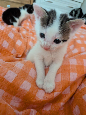 Boy kitten ready 8/11