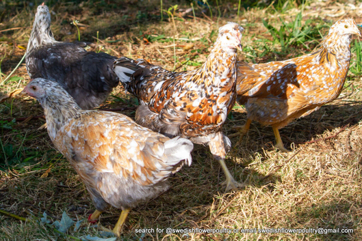 SWEDISH FLOWER HEN - VARIOUS PULLETS - RARE LANDRACE BREED