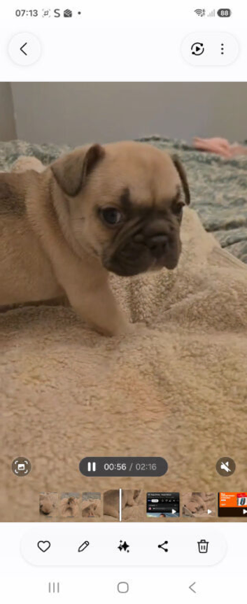 French Bulldog Puppy ready 7th July