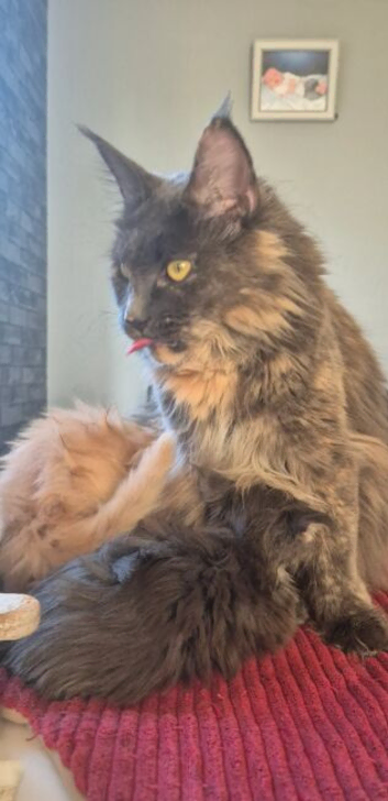 Maine Coon kittens TICA Boys available