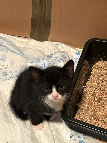 Beautiful Torbie/tuxedo/black kittens