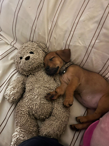 Breed: Crossbreed / Mixed breed Cross: French Bulldog &times; Dachshund Informal name: Frenchie Weenie