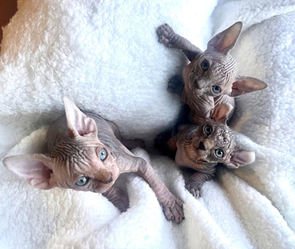 Beautiful elf Sphynx