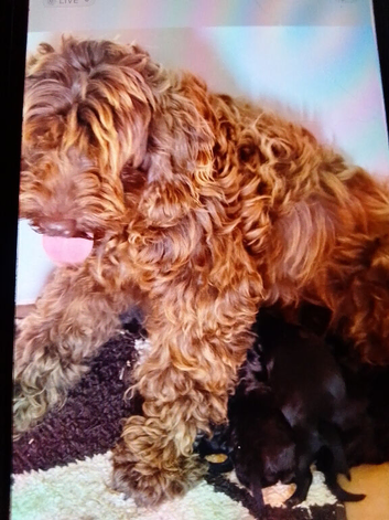 Cockapoodle