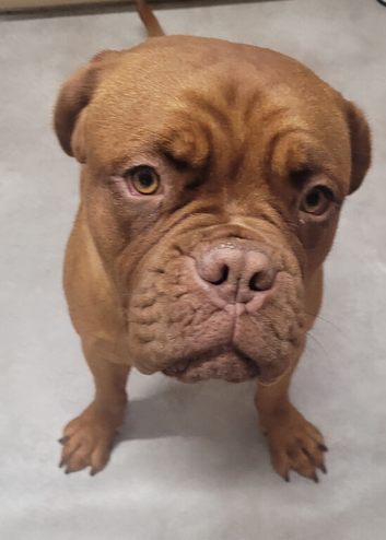 Beautiful 10 months girl urgently needs her new forever home