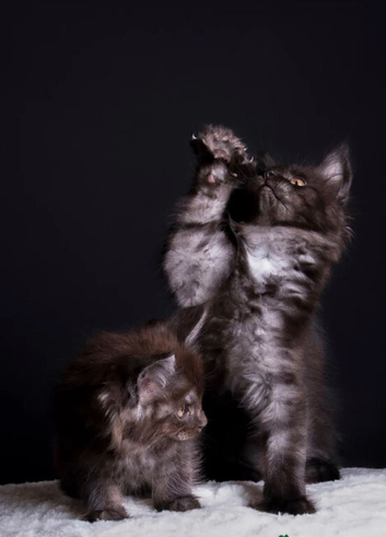 TICA registered black smoke Maine coon kittens