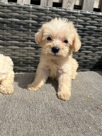 Beautiful f1b schnoodle puppies
