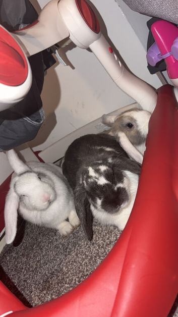 3 bunnies looking for forever home