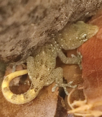 Turkish house gecko juvenile and mourning gecko babies available