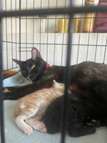 Male ginger and white female black/black and white born 4 july used to children and dog