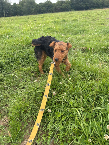 7 month old patterdale looking for a new home due to owner passing away