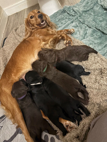 Working Cocker Spaniel Puppies