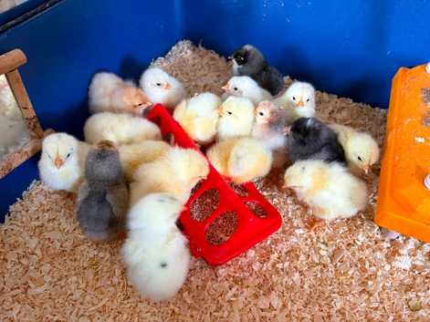 Chicks