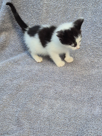 13week old kittens