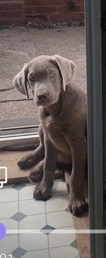 Newfoundland x labrador puppies