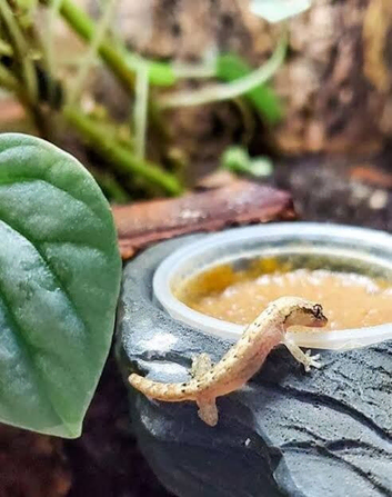 Mourning geckos