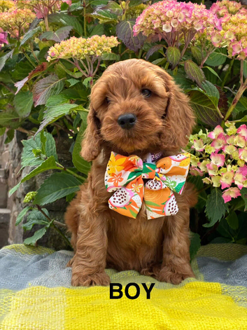 F1 cockapoo Puppies