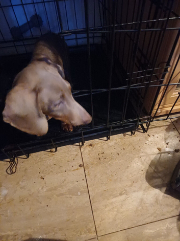 Mini dashhound