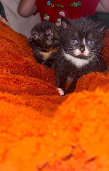 2 adorable kittens