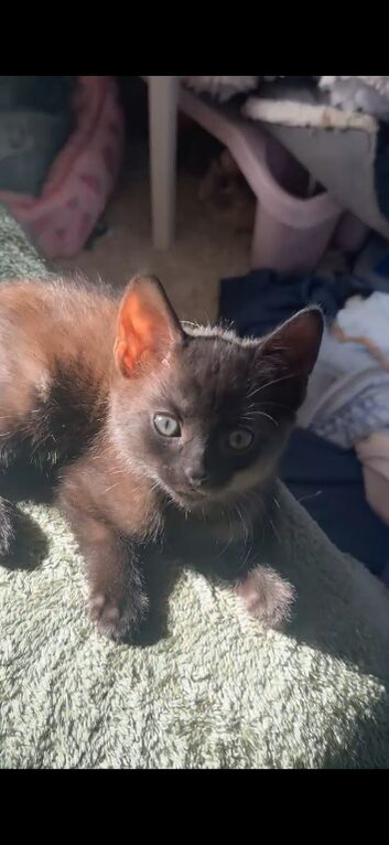 6 beautiful black kittens for sale