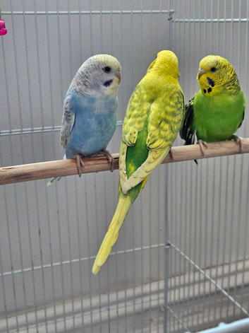 Budgies for sale