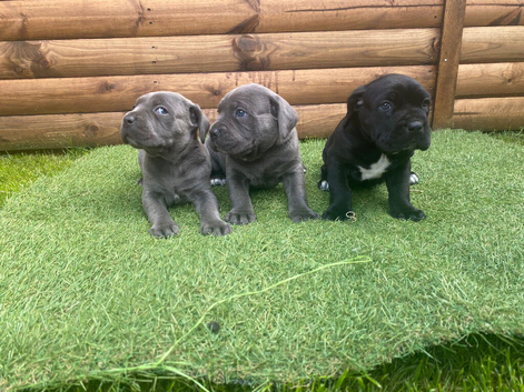 Cane corso top blood lines