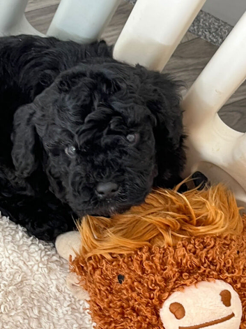 F1B TOY CAVAPOO DNA HEALTH TESTED PARENTS AND GRANDPARENTS