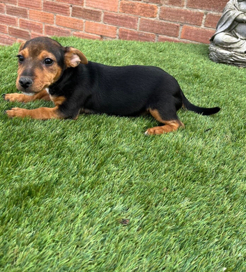 Jack Russell 2 males available