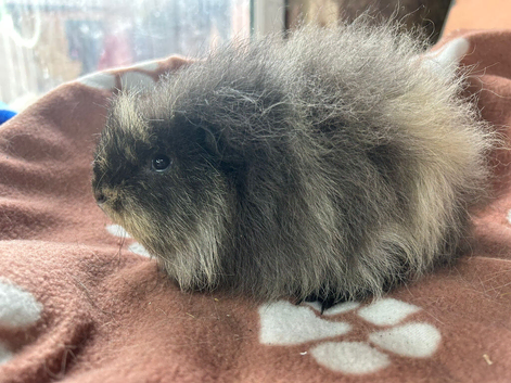 Swiss baby boy guinea pig