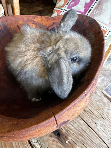 Mini lop babies extremely well handled