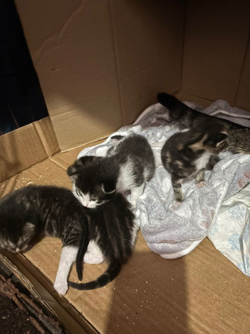 Beautiful kittens for sale ASAP