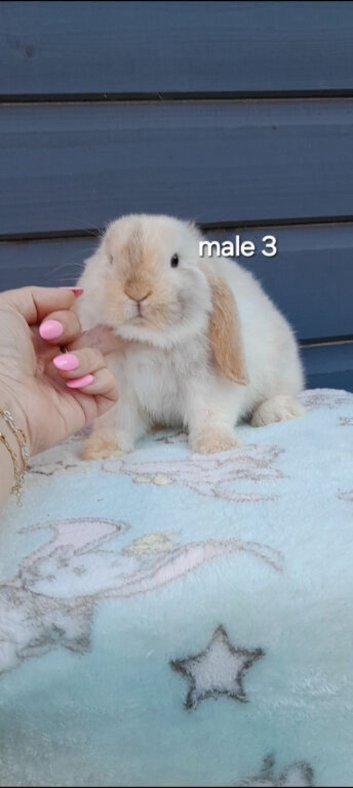 Superfriendly mini lop rabbit ready now