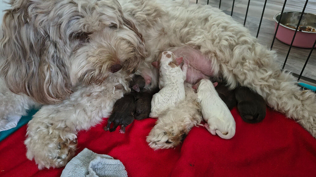 Stunning F2 cockapoo puppies 3.5 weeks old