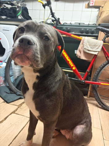 Rescued babyblu Missy