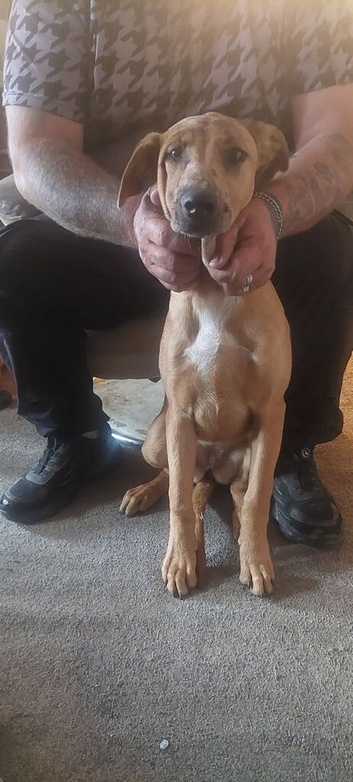 Pups for sale