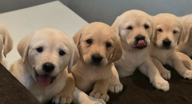 Adorable Goldadors waiting for new homes !!