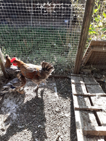 Pair blue copper marans 1 hen 1 cockerel