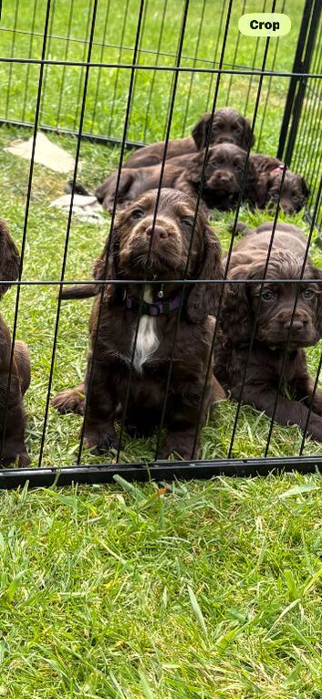 Kc registered cocker spaniel pups