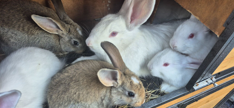 New Zealand bunny's
