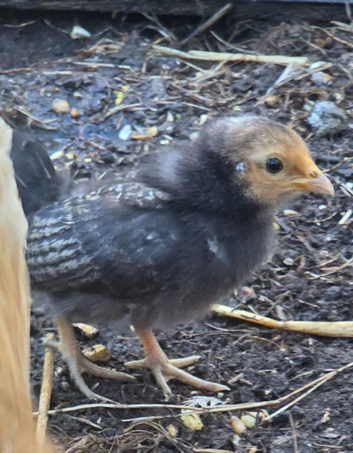 4 x Serama cross Sebright chicks