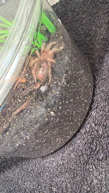 Grammostola pulchra