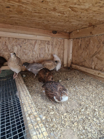 12 female and 2 male jumbo quail for sale