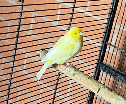 Male canary