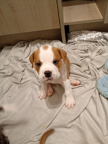 English bulldog cross Staffordshire bull terrier