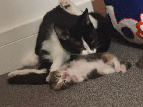 Kittens for sale