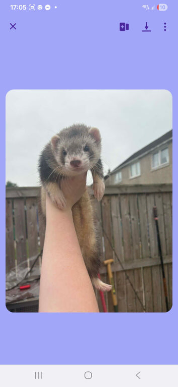 Ferrets